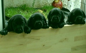 Dieses Bild zeigt vier schwarze Labradorwelpen. Sie blicken über die hölzerne Abgrenzung des Welpenauslaufs - Blindenführhundschule Solveig Burauen