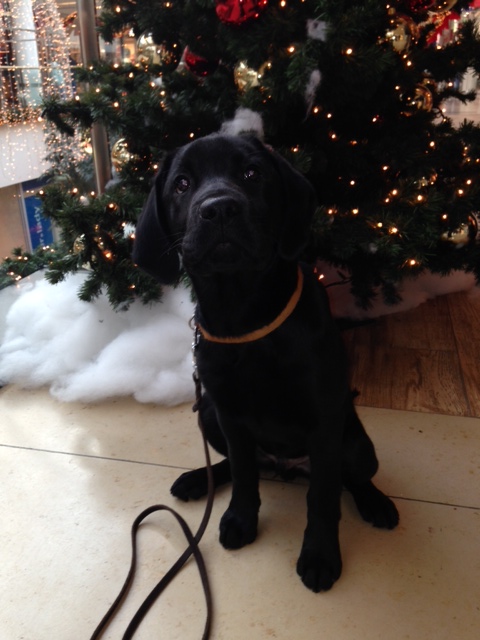 Baldo, der schwarze Labrador sitzt vor einem geschmückten Weihnachtsbaum.