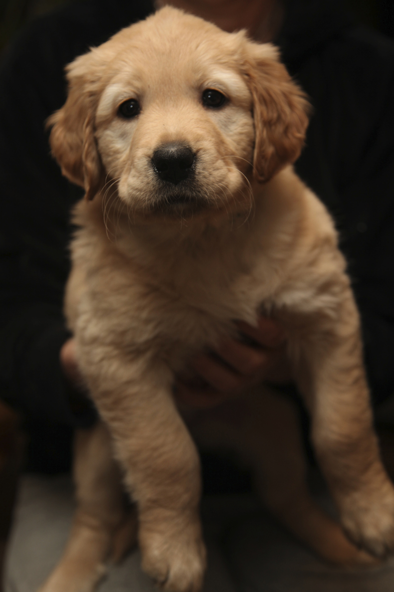 Auf diesem Bild ist ein Portrait der Golden-Labrador-Mischlingshündin Abby abgebildet.