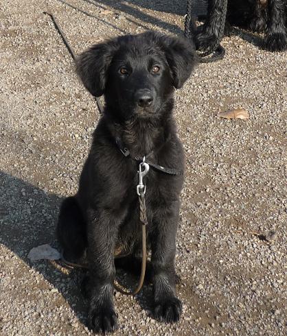 Das Bild zeigt eine junge Hündin mit schwarzem Fell. Sie sitzt und schaut freundlich und in die Kamera. Sie ist ein Mischling aus Flat Coated-Retriever und Deutschem Schäferhund.