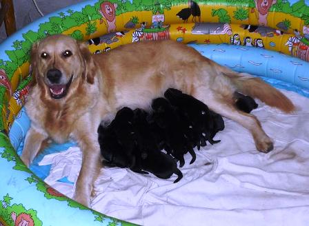 Die Aufnahme zeigt eine Golden Retriever Hündin beim Säugen ihrer Welpen.