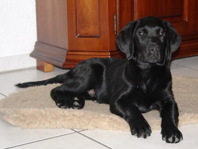 Auf diesem Bild liegt ein 12 Wochen alter Junghund - ein Mischling aus Labrador und Golden Retriever. Er hat schwarzes Fell.