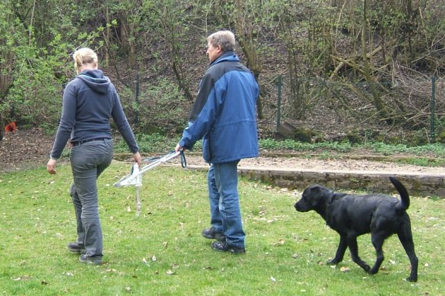 Dieses Bild zeigt eine Szene, bei welcher ein zukünftiger Blindenführhundhalter das Laufen mit Führgeschirr kennenlernen kann.  Dies geschieht zunächst ohne Hund. Die Ausbilderin simuliert dies, indem sie selbst das Führgeschirr nimmt und den Hund "spielt". Ausbilderin und Führhundhalter laufen als Gespann, während der zukünftige echte Hund noch frei hat und hinterhergeht.