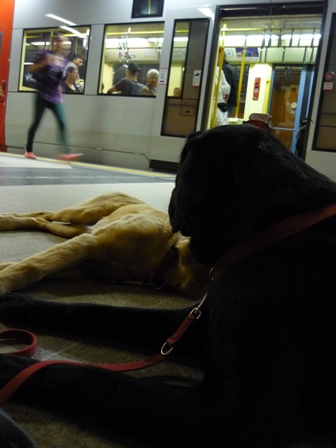 Zwei Hunde nutzen die Pause beim Ein- und Ausfahren der Kölner U-Bahnen