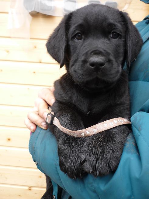 Ein acht Wochen alter Golden-Labrador-Welpe wird auf dem Arm gehalten. Er blickt in die Kamera.