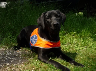 eine zehn Monate alte Labrador-Hündin liegt auf einer Wiese. Sie trägt eine orangene Kenndecke für Führhunde.