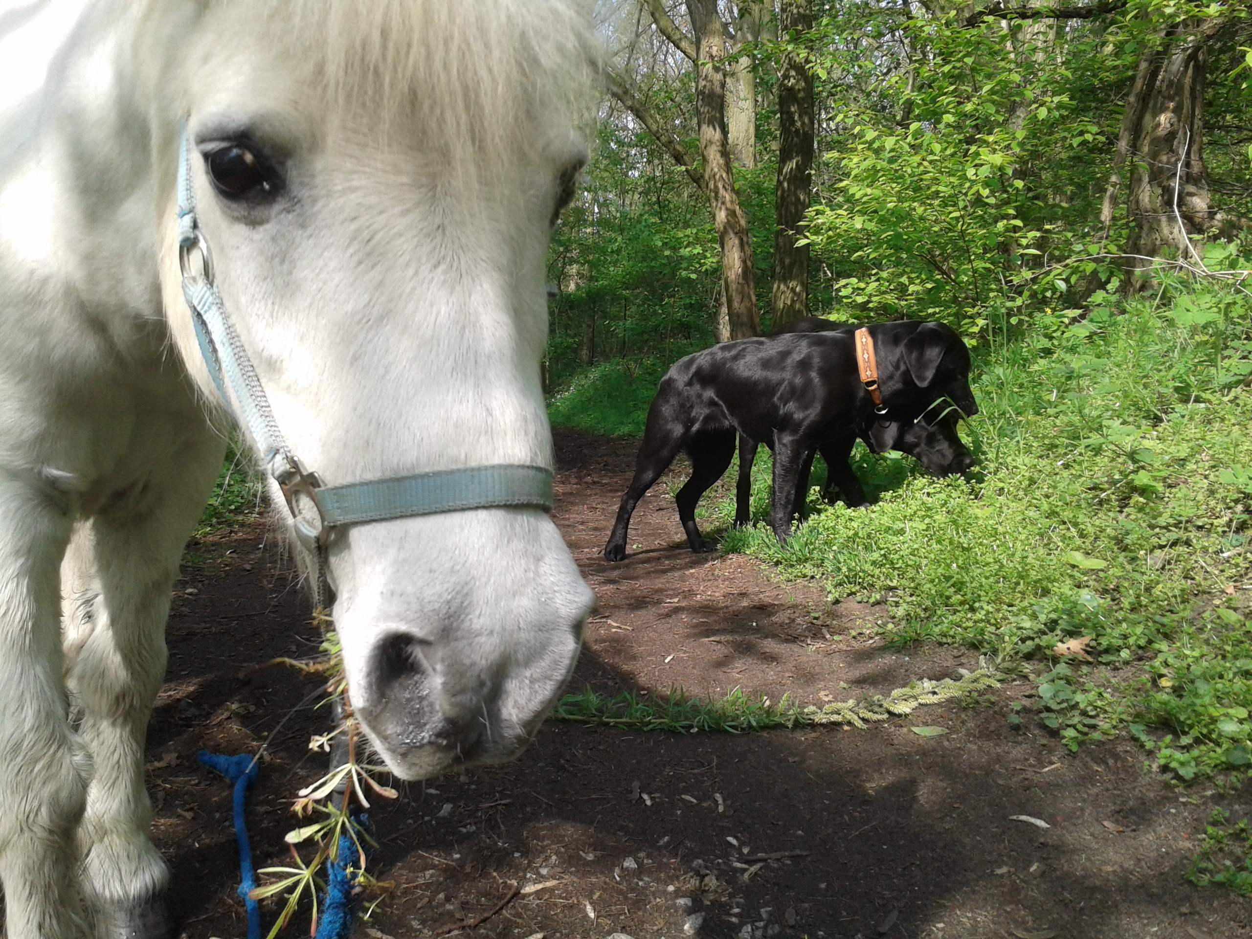 Flocke, das weiße Pony und die Ausbildungshunde auf einem gemeinsamen Spaziergang