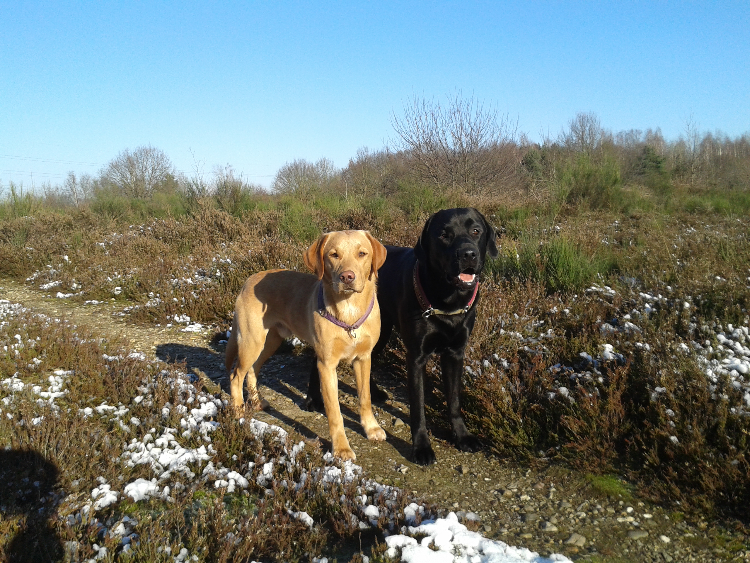 Auf diesem Bild stehen Labrador Baldo und Labrador Geirdi in eisiger Landschaft und blauem Himmel