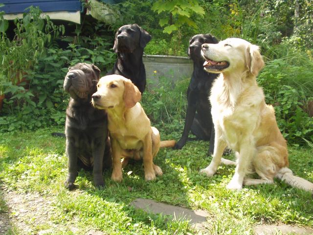 Fünf Hunde sitzen im Grünen - Labrador Arzu, Labrador Baldo, Labrador Geordi, Shar Pei Betty und Golden Hündin Sabba
