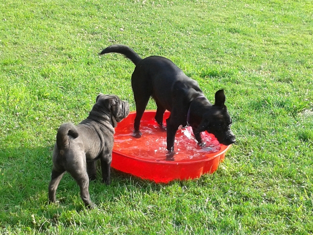 Baldo springt in ein Planschbecken und betty schaut zu