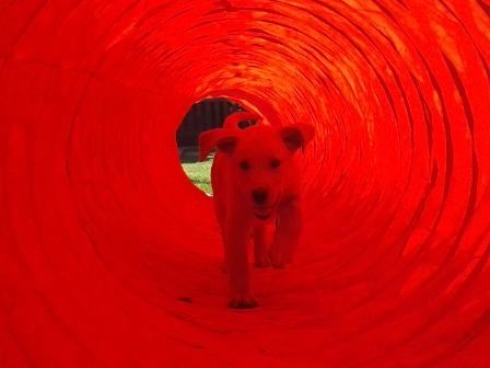 Dieses Bild wurde von vorne in den Tunnel hinein aufgenommen. Geordi gallopiert dierekt auf den Betrachter zu.