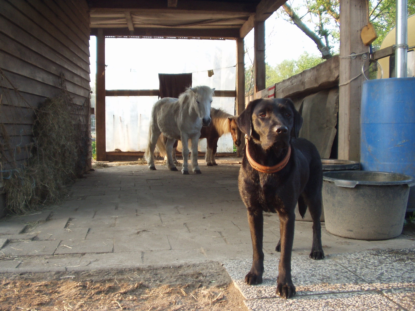 Pferde und Hunde gemeinsam im Offenstall