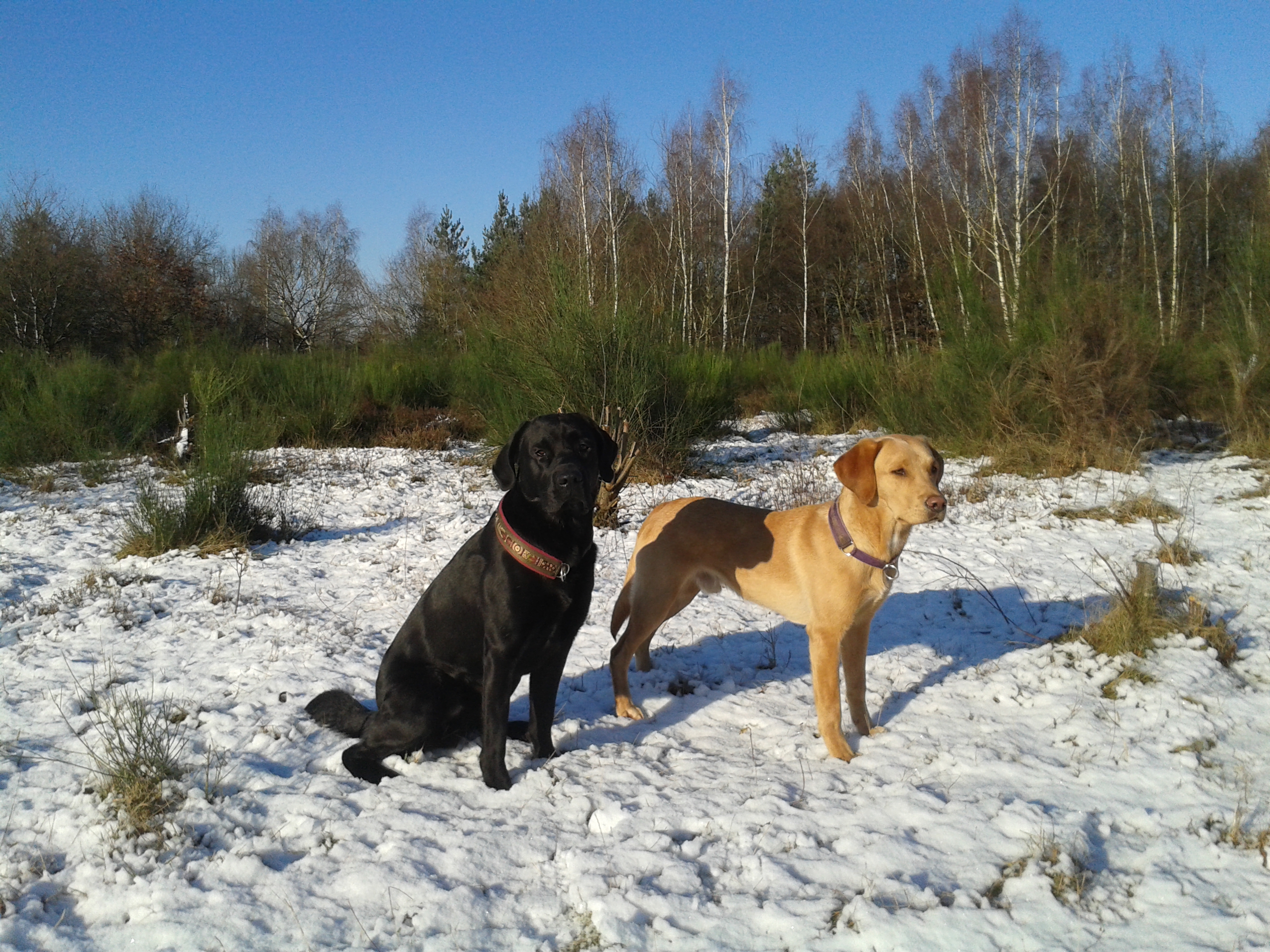 Auf diesem Bild sitzt Labrador Baldo neben Labrador Geordi in verschneiter und sonniger Landschaft.