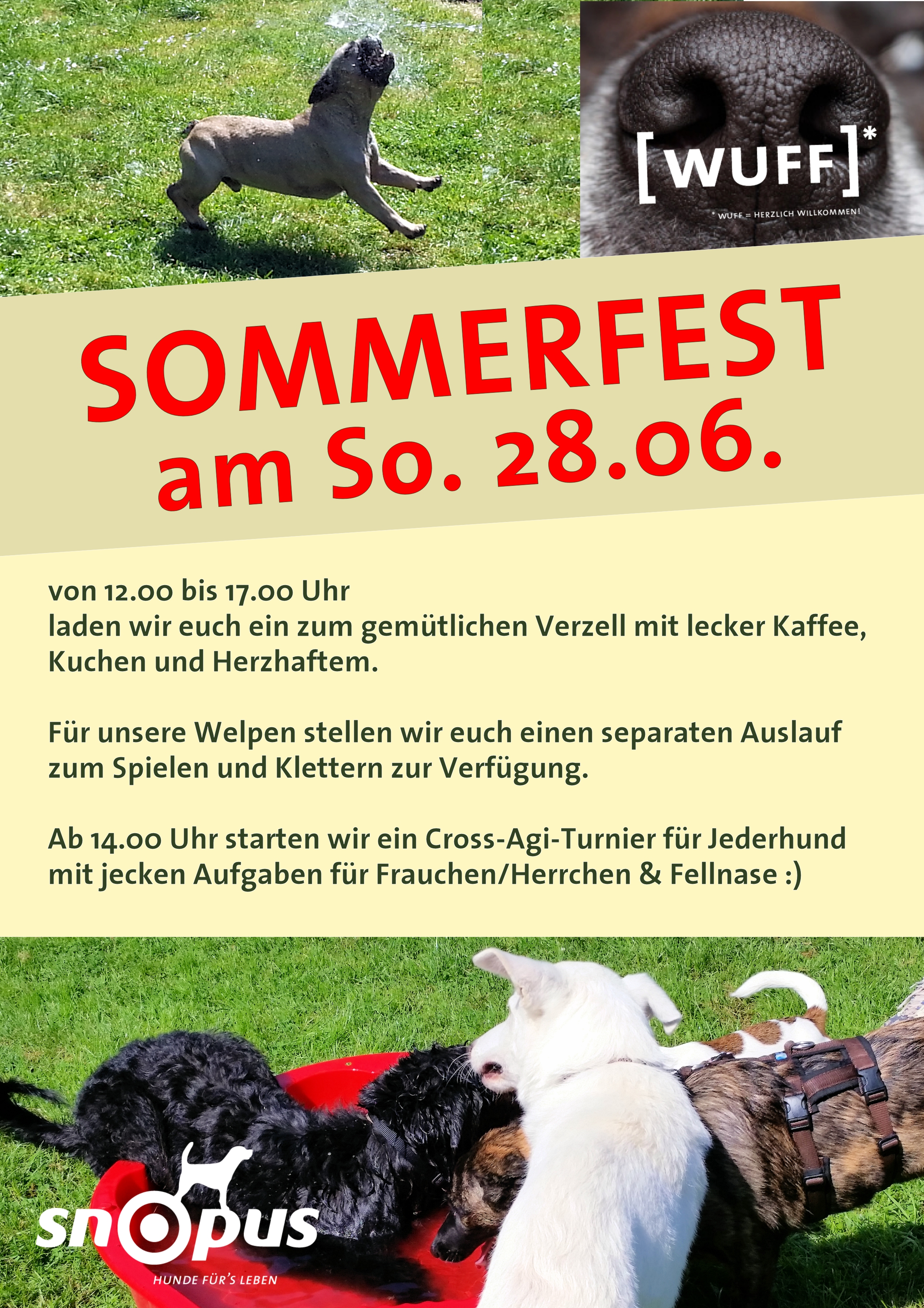 Dies ist das Werbeposter für unser Sommerfest. darauf sind spielende und im Wasser planschende Hunde abgebildet.