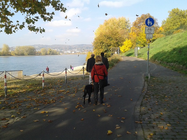 Auf diesem Bild geht das gespann in herbstlicher Stimmung am Rheinufer. Es ist blauer Himmel und die Sonne scheint.