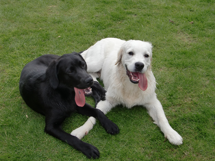 zwei junge Retriever einer blond und einer schwarz liegen mit den Pfoten ueberkreuz auf der Wiese