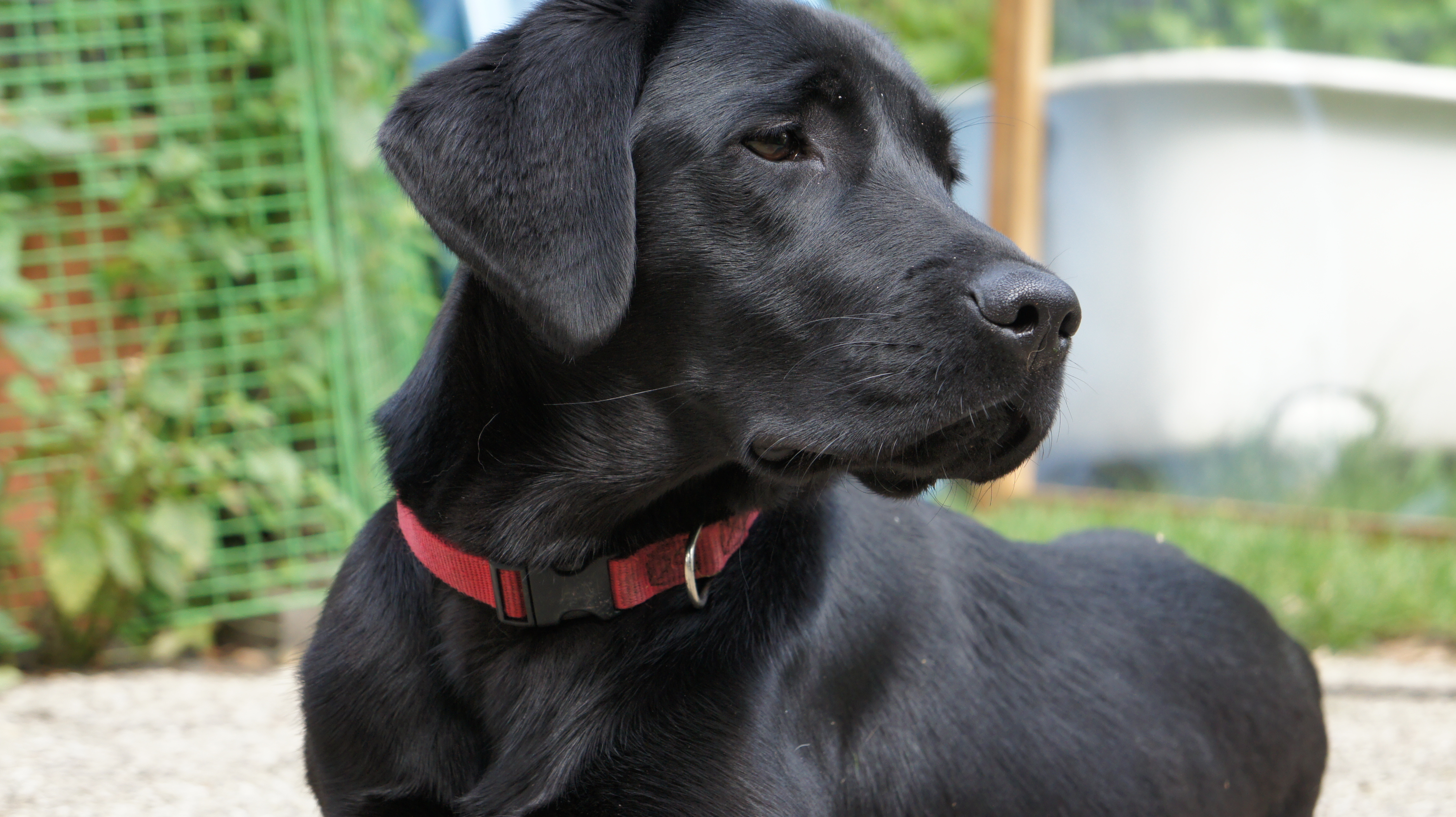 eine schwarze Labrador Huendin sie ist ein Blindenfuerhund