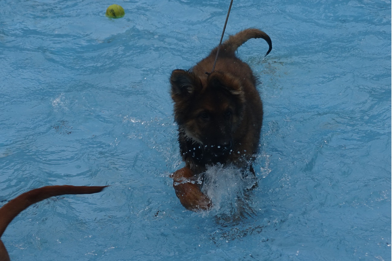 Auf diesem Bild sieht man den zukünftigen Blindenfuehrhund Dino im Freiband durchs Wasser waten.