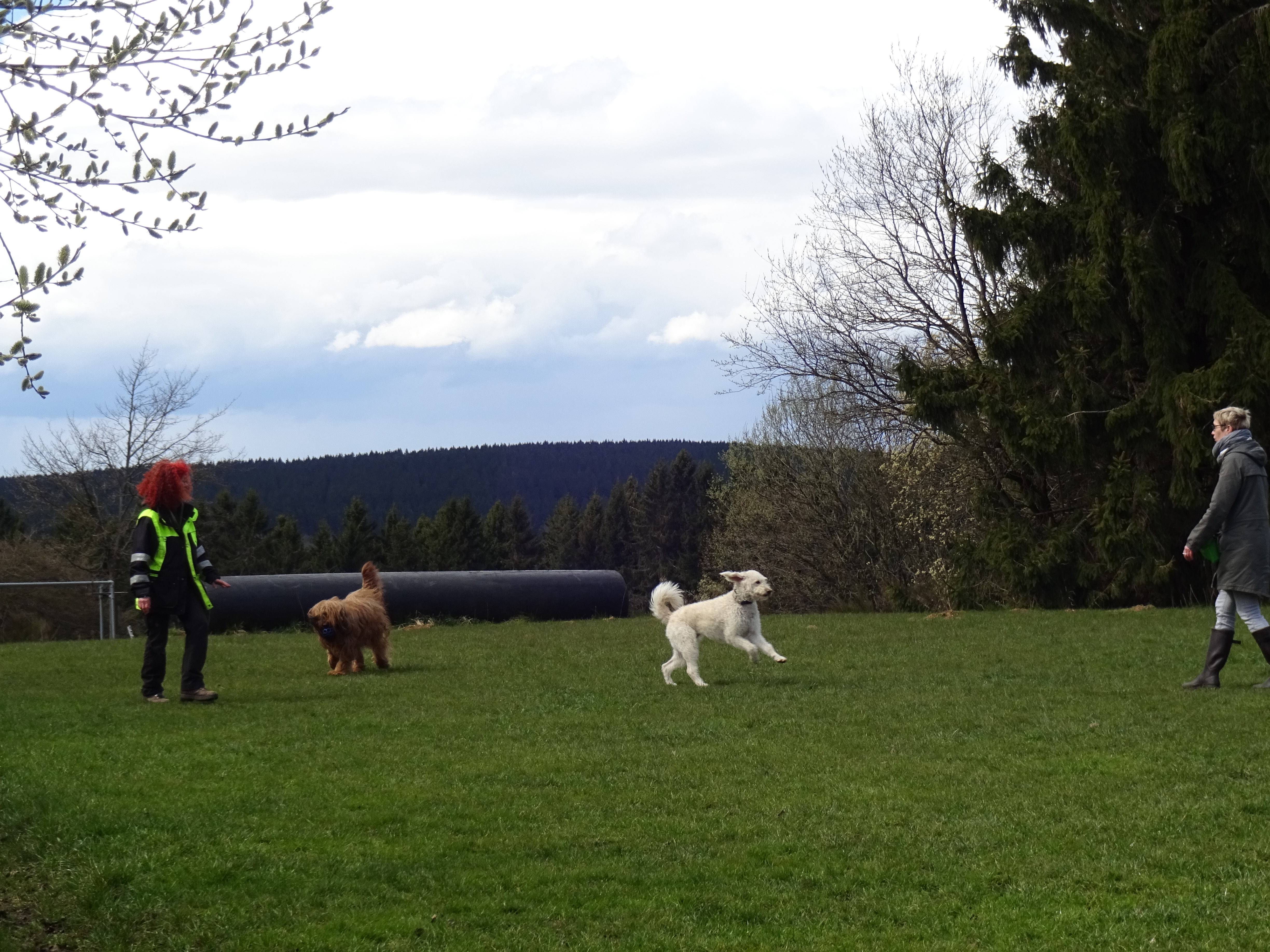 Auf diesem Bild ist der Moment festgehalten, in dem der Rückruf unter Beweis gestellt wurde. Eine Halterin ruft ihren Hund in dem Moment zu sich, in dem ein fremder Hund die Szene betritt.