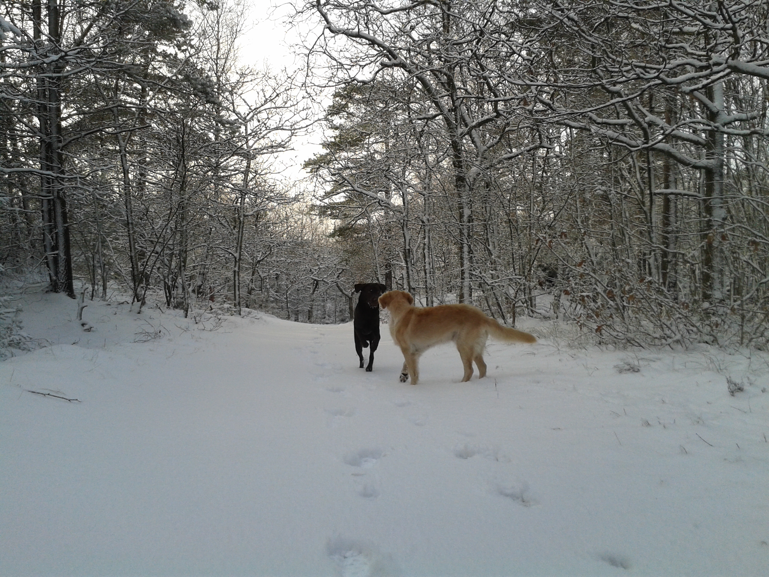 Dieses Bild zeigt Cello und Sabienchen in zauberhafter Winterlandschaft.