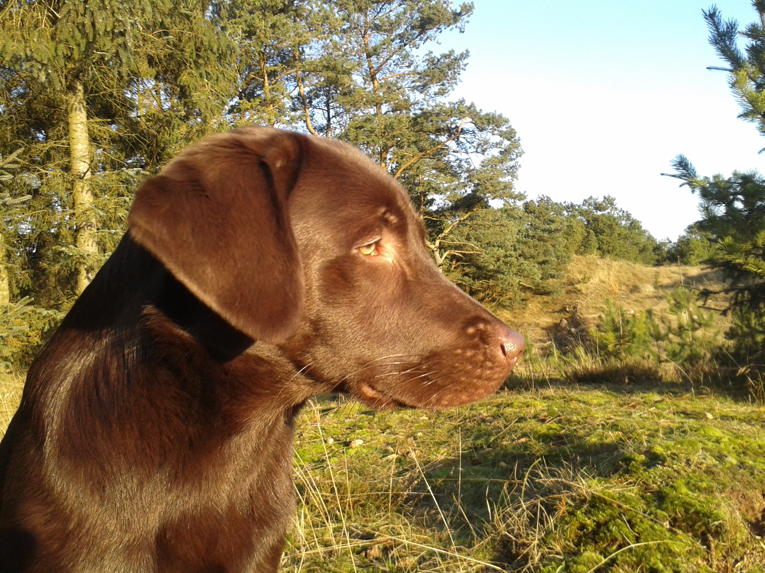 Dieses Bild zeigt das Portrait von Blindenführhund Cello. Die Sonne scheint und im Hintergrund sieht man die Heidelandschaft in Dänemark.