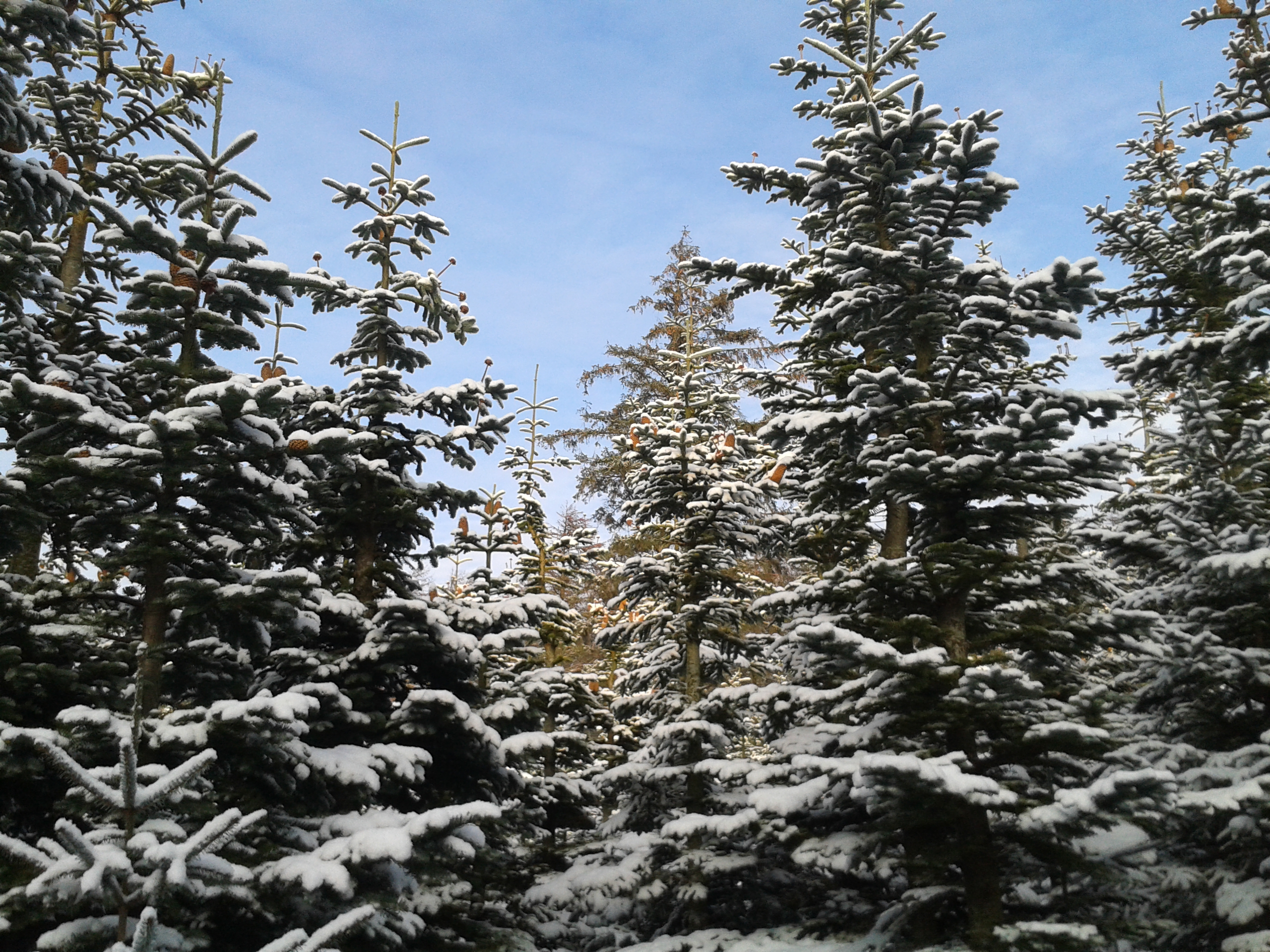 Dieses Bild zeigt verschneite tannenbäume vor blauem Himmel.