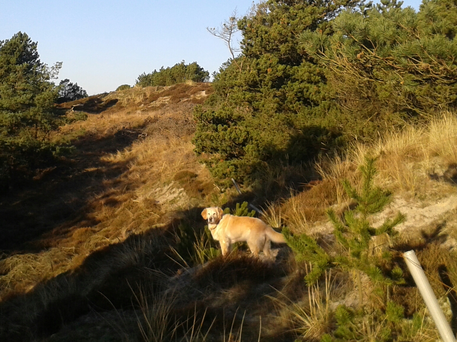 Dieses Bild zeigt die schöne Heidelandschaft Dänemarks und in der Mitte des Bildes unsere Golden Retriver Hündin.