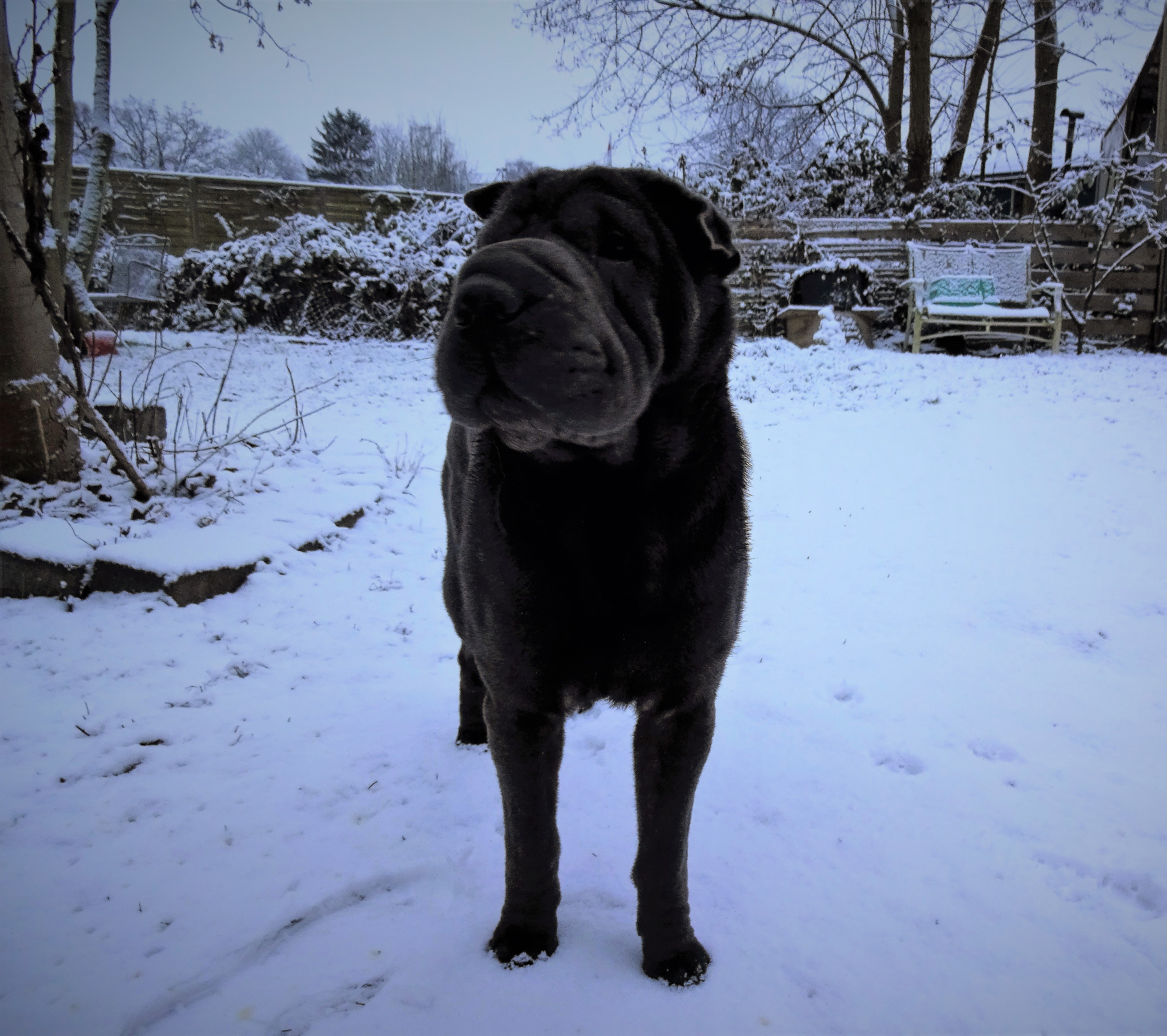 Diabetikerwarnhund Betty