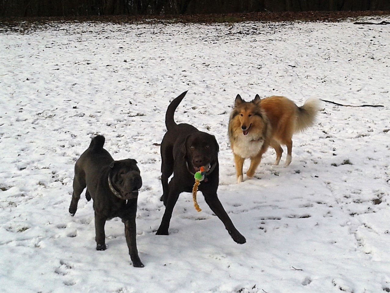 Hier toben zwei Diabetikerwarnhunde und ein Blindenfuerhund durch den Schnee