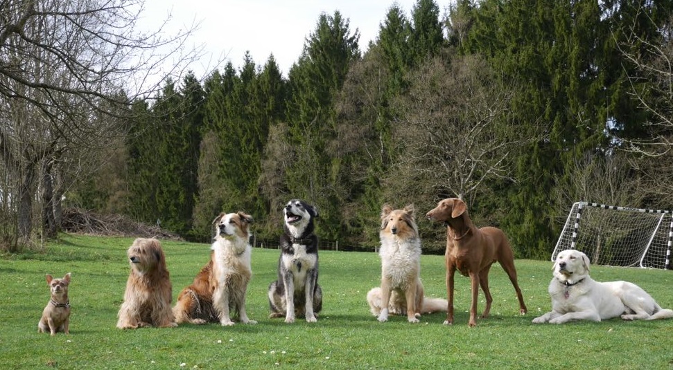 Hundeschule Bielefeld