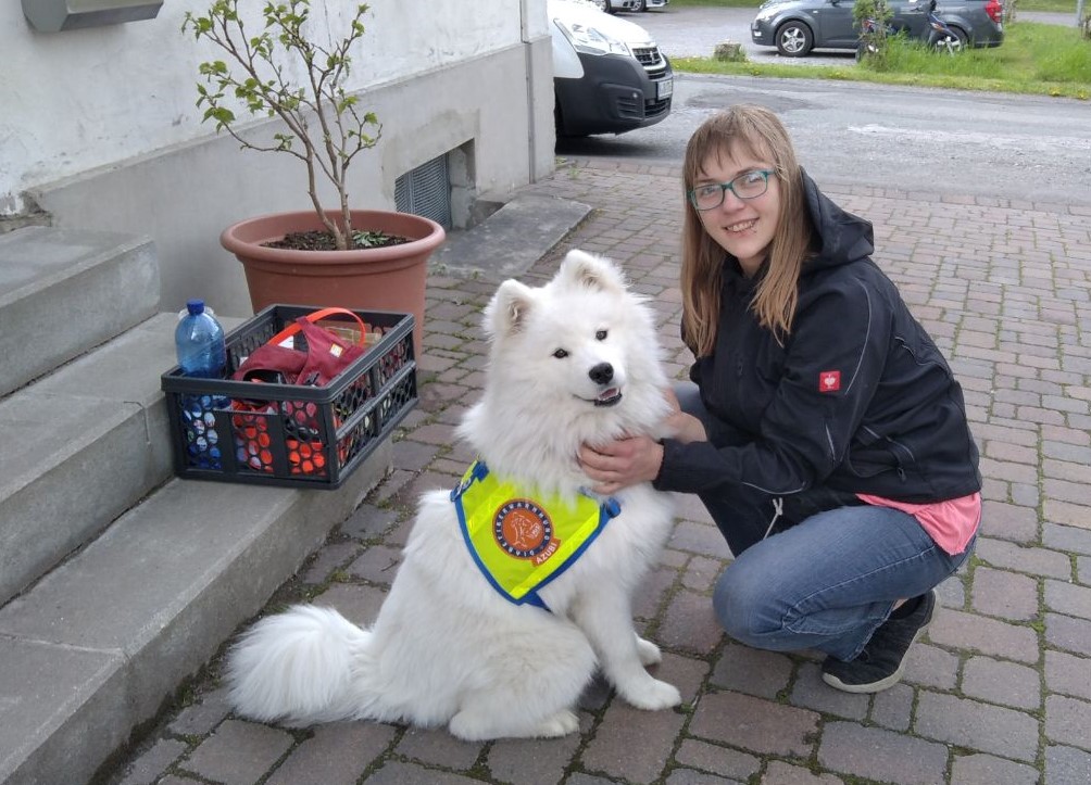 Samojede Diabetikerwarnhund