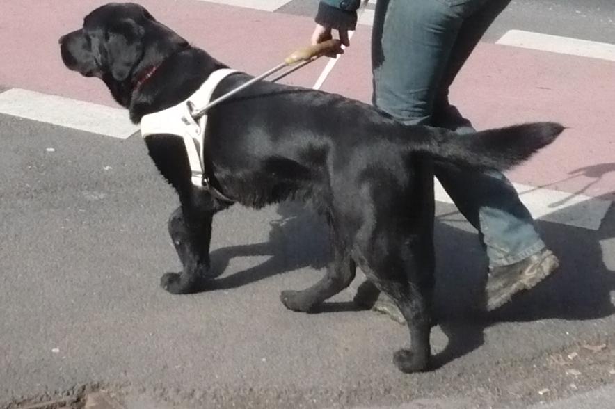 Blindenf&uuml;hrhund Paul bei einer Stra&szlig;en&uuml;berquerung