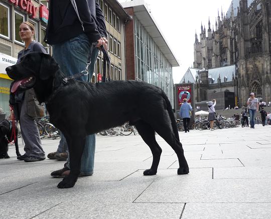 Die Azubis sehen zum ersten Mal den Klner Dom