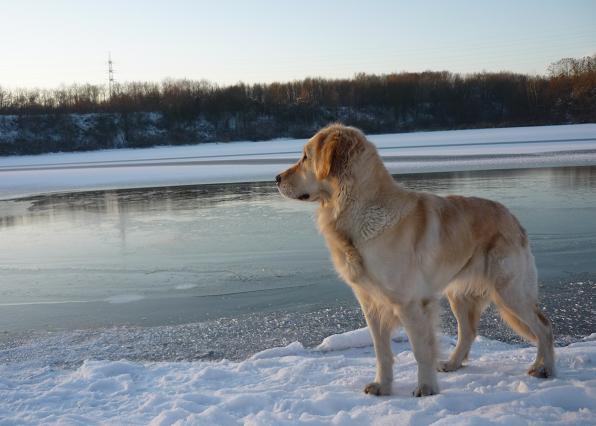 Die Golden H�ndin "Saba" steht in einer Winterlandschaft und blickt auf einen vereisten See